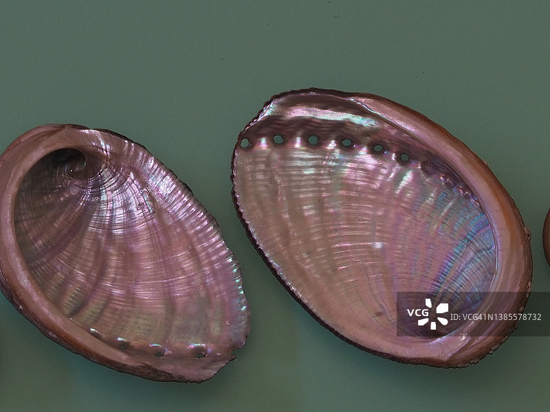 粉色贝壳图片素材