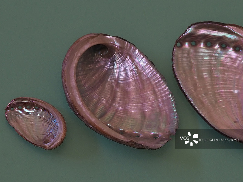 粉色贝壳图片素材