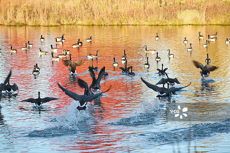 群鹅起飞图片素材