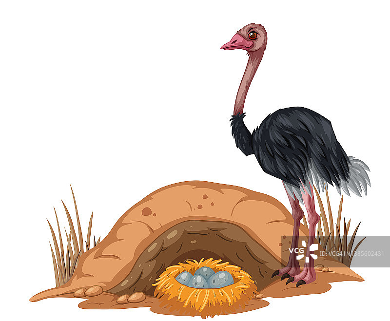 卡通风格的鸵鸟和蛋图片素材