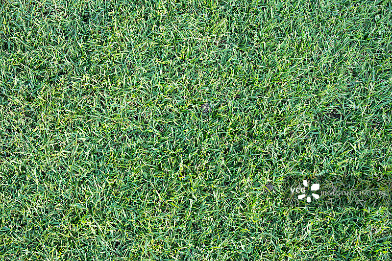 绿色草皮纹理图片素材