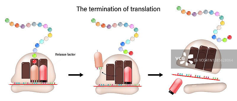 翻译终止概念：释放因子直接与A位点的终止密码子结合图片素材