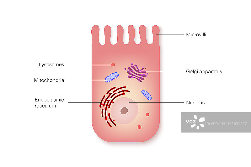 肠上皮细胞信息图：肠细胞医学教育图片素材