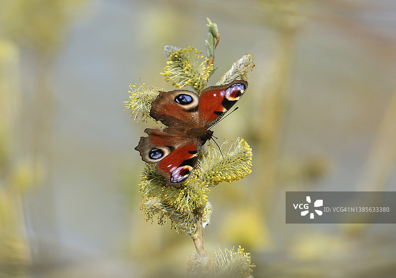 一只刚从冬眠中醒来的孔雀蝴蝶，在猫柳花上采蜜图片素材