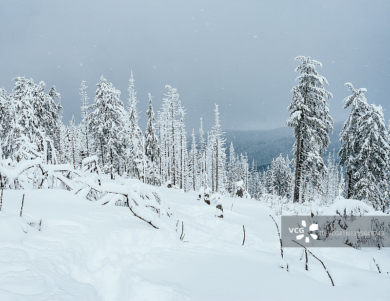 阳光照耀下的神奇白色云杉，拍摄于乌克兰喀尔巴阡山脉图片素材