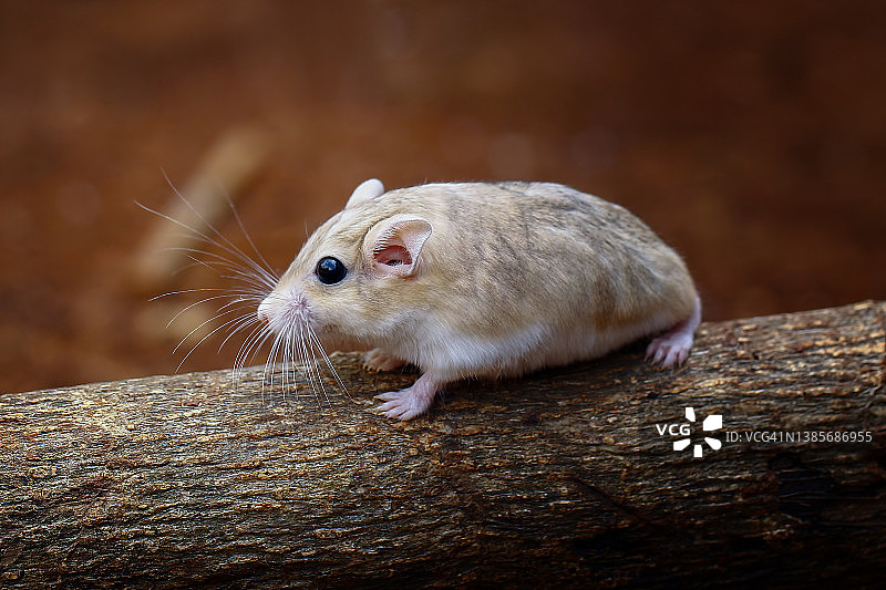 长尾沙鼠图片素材