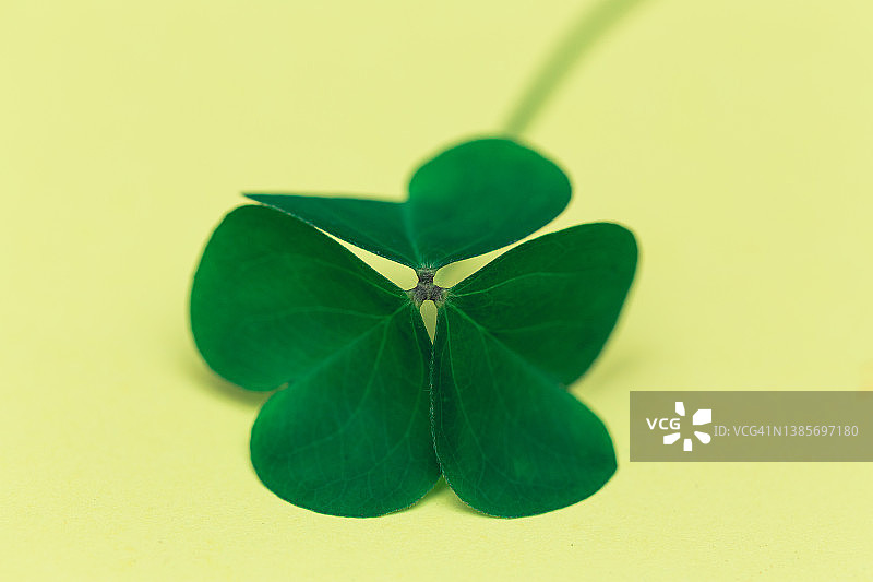 爱尔兰象征三叶草特写，圣帕特里克节图片素材