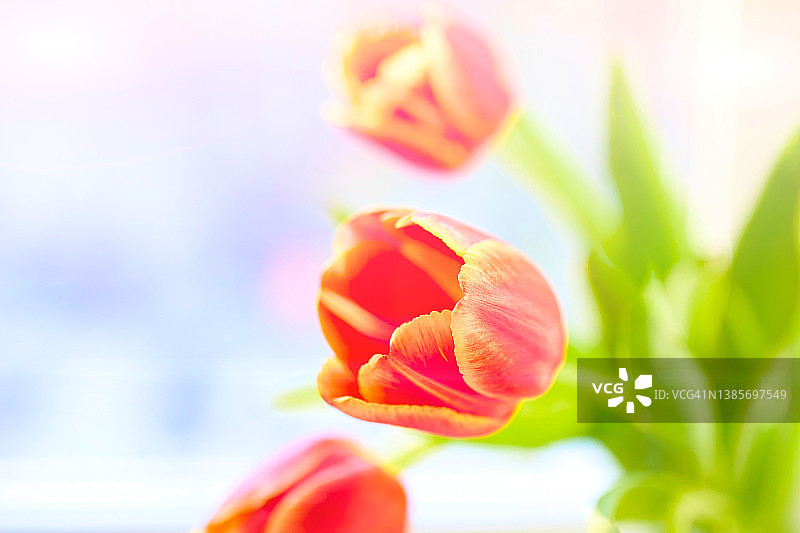 郁金香。家中花瓶里的郁金香特写图片素材