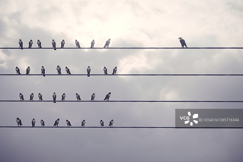 电线上的鸟的个性概念图片素材