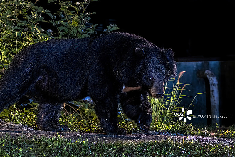 夜晚野外环境下的亚洲黑熊图片素材