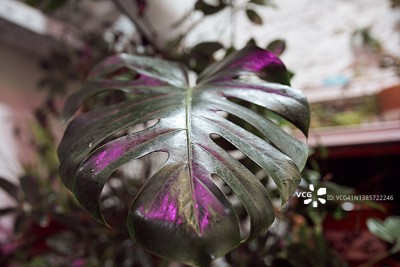 橘园里的大叶龟背竹图片素材