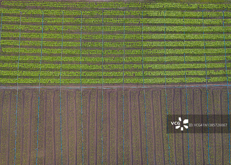 泰国清迈乡村农业种植园的卷心菜田航拍图片素材