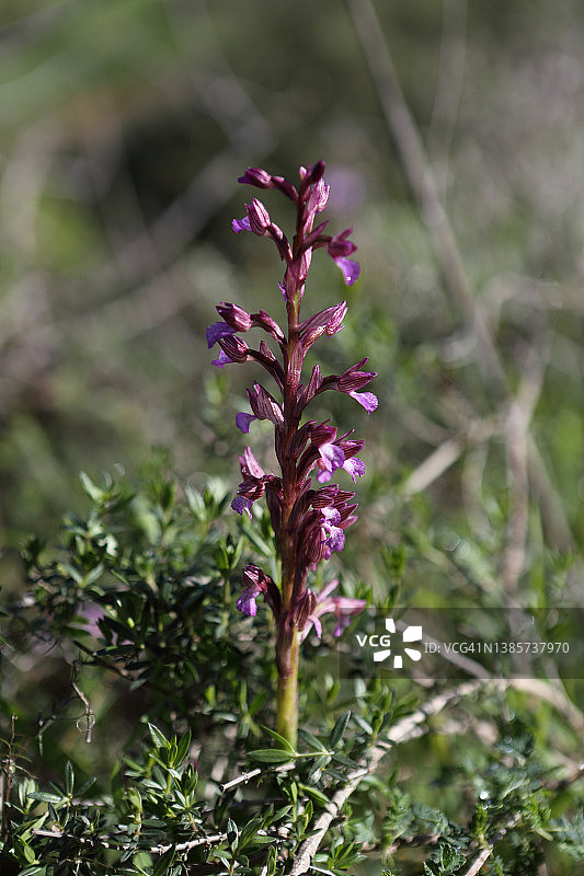 粉色蝴蝶兰，一种野花图片素材