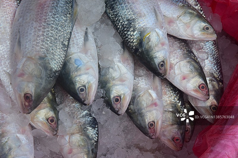 孟加拉国的鲱鱼图片素材