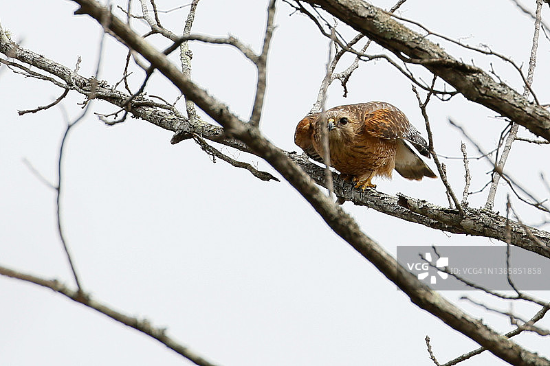 探头张望的鹰图片素材