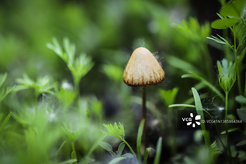 羊肚菌图片素材