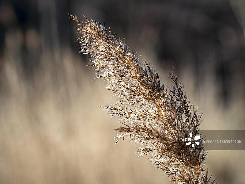 德国下萨克森州不伦瑞克附近Denstorf砂石坑岸边的芦苇图片素材