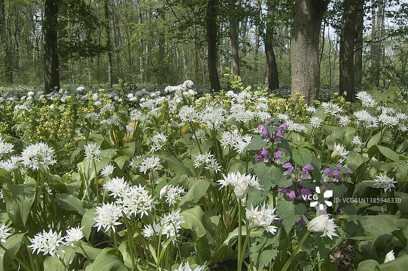 德国萨克森州莱比锡冲积森林中的大蒜芥图片素材