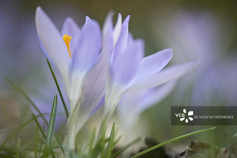 番红花，德国下萨克森州埃姆斯兰地区图片素材