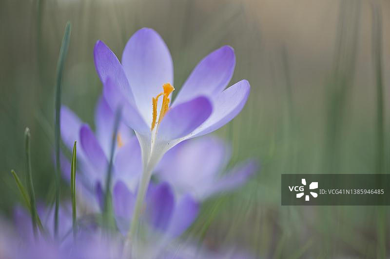 番红花，德国下萨克森州埃姆斯兰地区图片素材