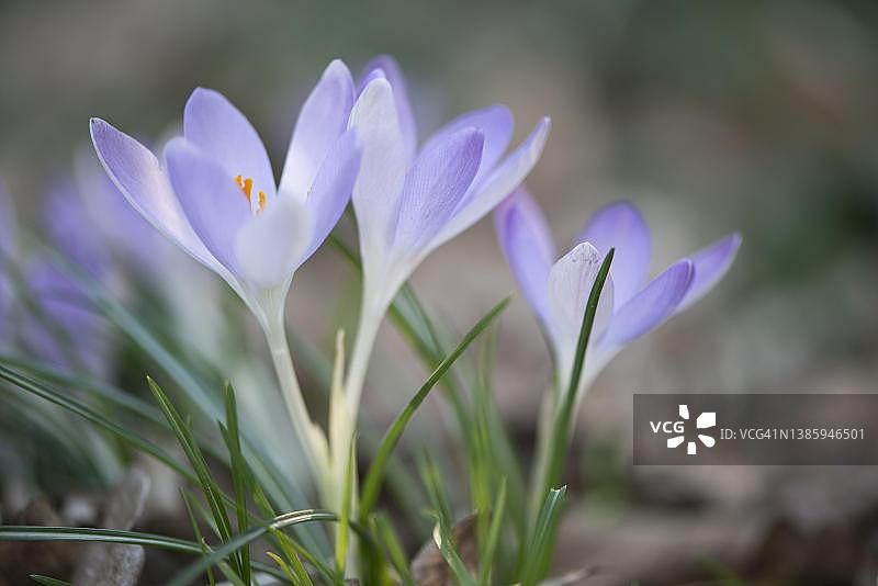 番红花，德国下萨克森州埃姆斯兰地区图片素材