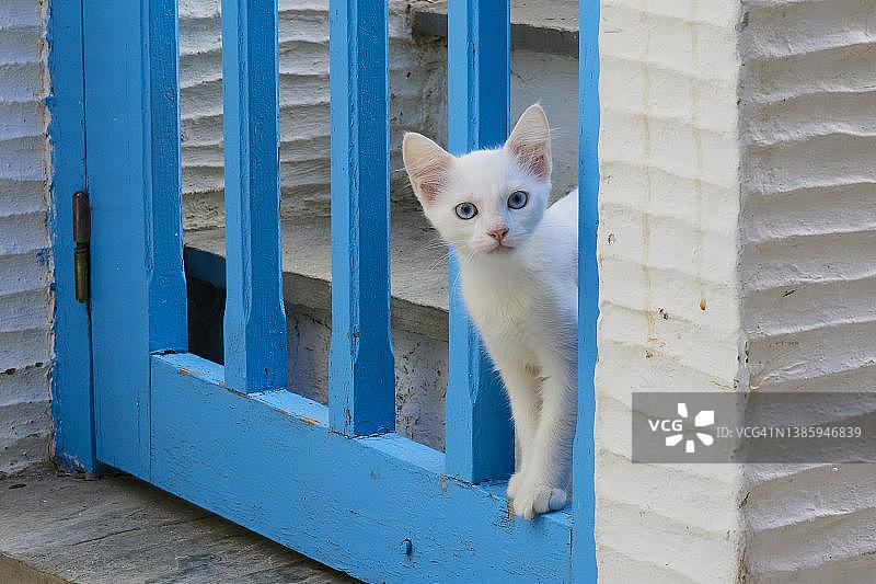 家猫幼崽，蓝眼睛，站在蓝色木制花园门的椽子之间，看着相机，希腊安德罗斯岛旧城区图片素材