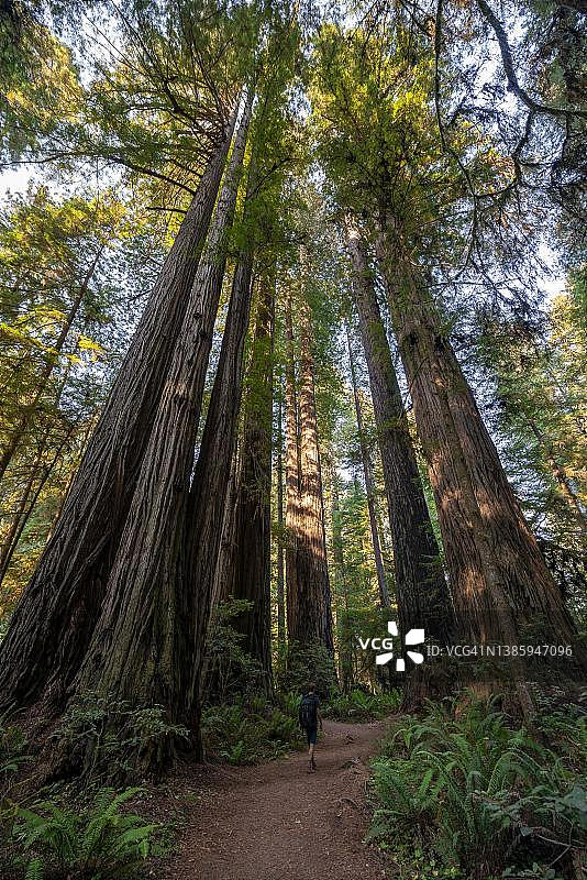 徒步者穿行于森林小径，那里有海岸红杉和蕨类植物，植被茂密，位于美国加利福尼亚州杰迪代亚·史密斯红杉州立公园的辛普森-里德小径图片素材
