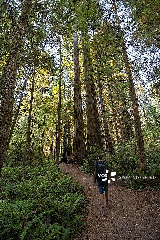 徒步者穿行于森林小径，那里有海岸红杉和蕨类植物，植被茂密，位于美国加利福尼亚州杰迪代亚·史密斯红杉州立公园的辛普森-里德小径图片素材