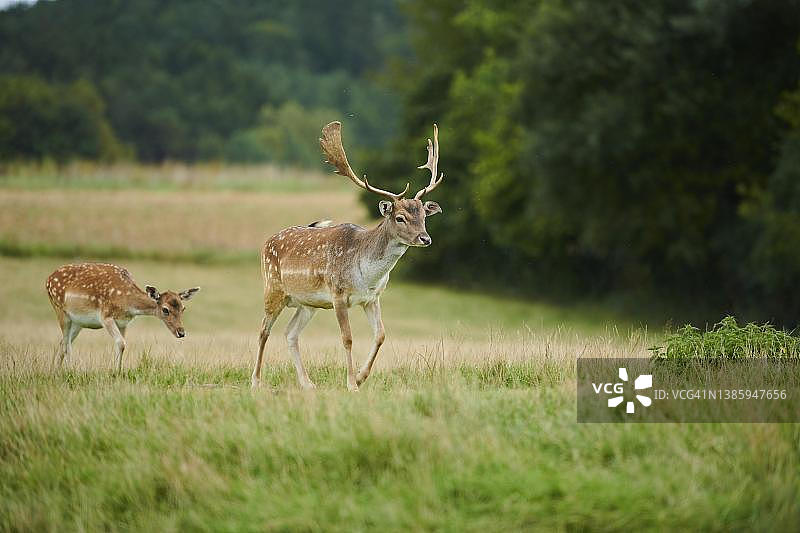 草地上的欧洲黇鹿图片素材