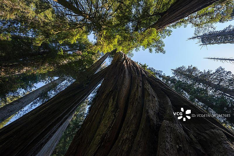 海岸红杉，阳光照耀的树梢，美国加利福尼亚州图片素材