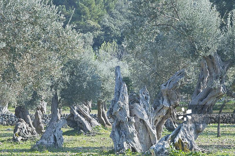 油橄榄，西班牙马略卡岛图片素材