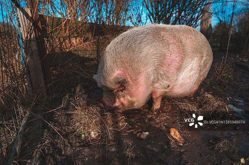 在德国下萨克森州罗嫩贝格围栏里进食的大肚猪（家猪）图片素材