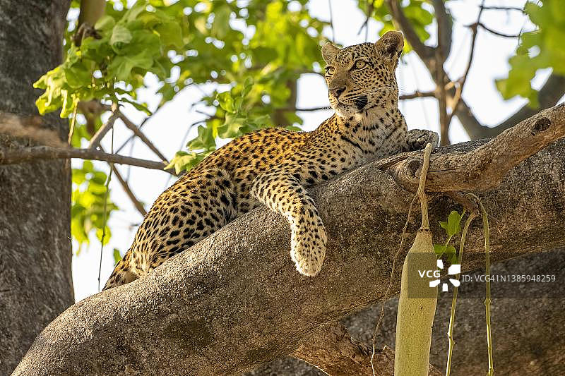 非洲豹（学名：Panthera pardus），栖息在吊灯树上，博茨瓦纳莫雷米野生动物保护区图片素材
