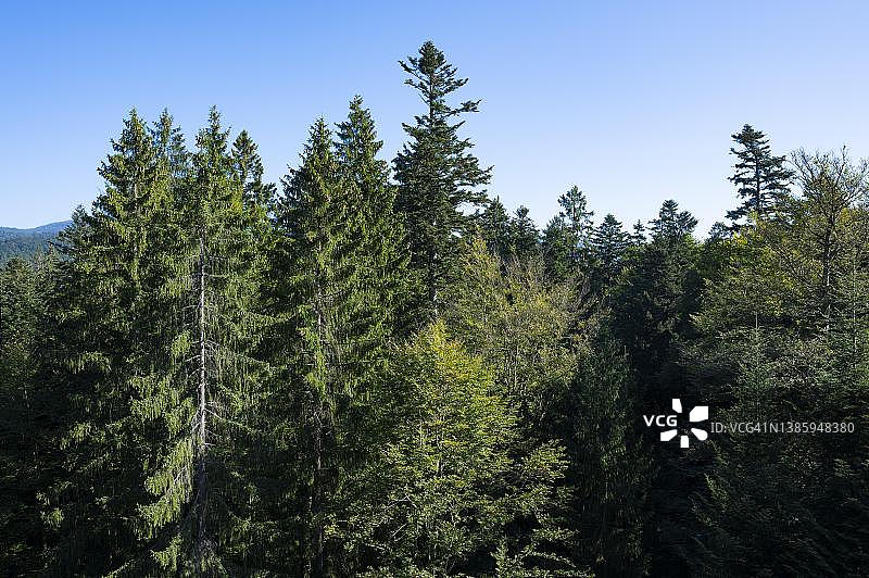 巴伐利亚森林中，从欧洲云杉和欧洲冷杉的树顶小路看到的景色图片素材