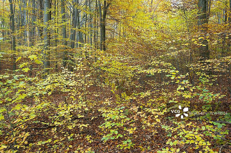 德国图林根州，海尼希国家公园秋季的紫铜山毛榉林中色彩斑斓的树叶图片素材