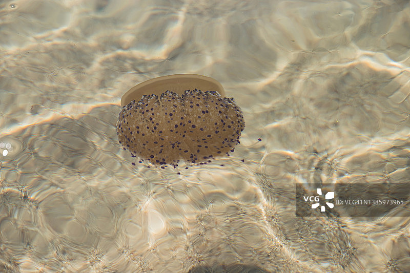 漂浮在海里的水母图片素材