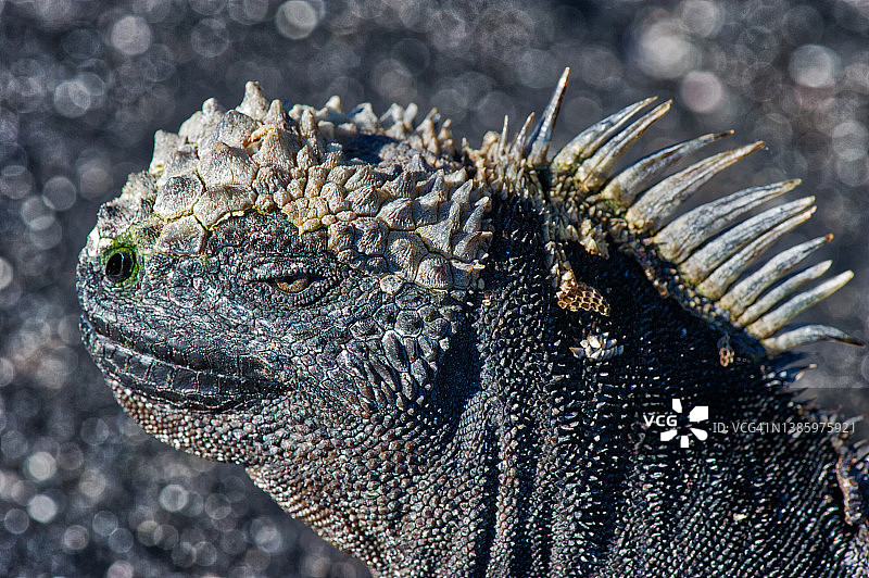 加拉帕戈斯海鬣蜥图片素材