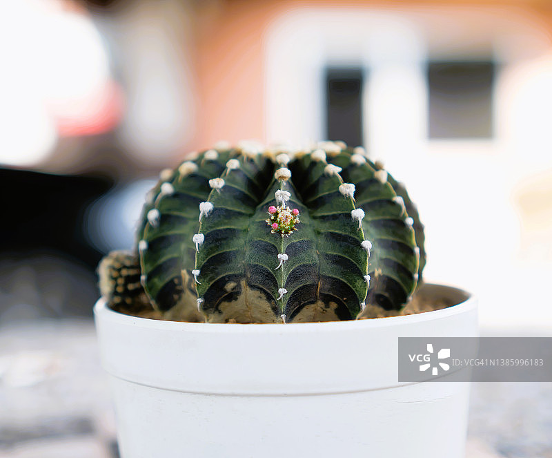 裸萼球属仙人掌LB2178新芽特写图片素材