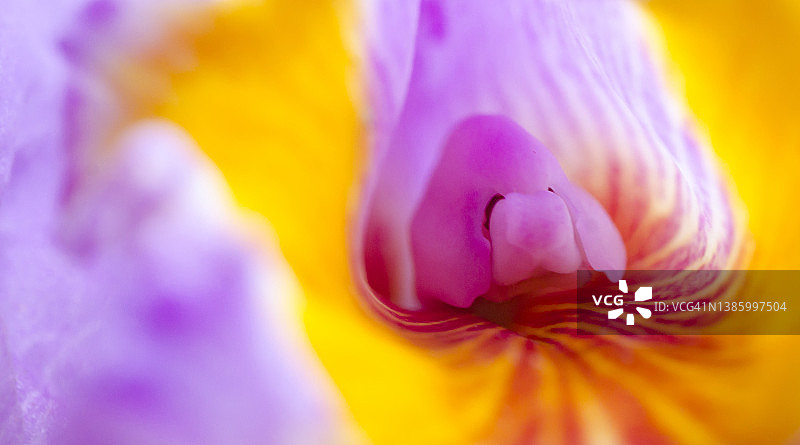 莫氏卡特兰图片素材