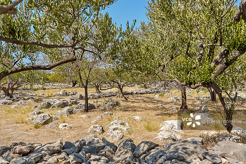 橄榄树种植园图片素材