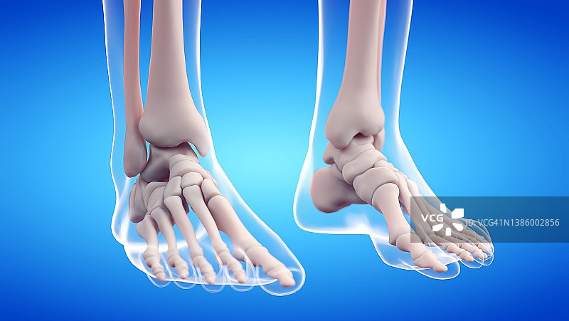 足部骨骼插图图片素材