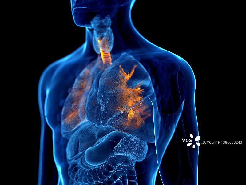 人类支气管结构图图片素材