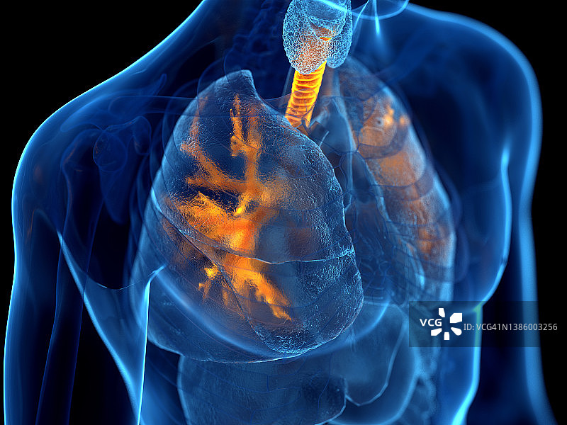 人类支气管结构图图片素材