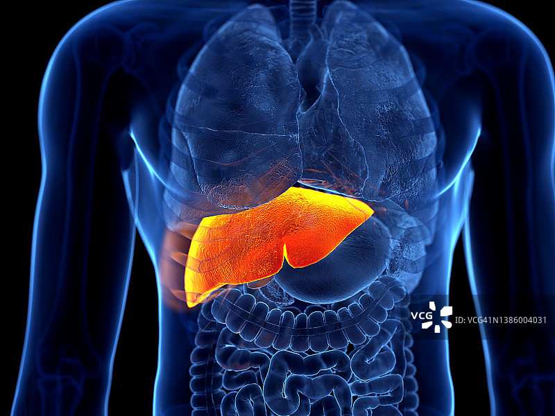 人类的肝脏、插图图片素材