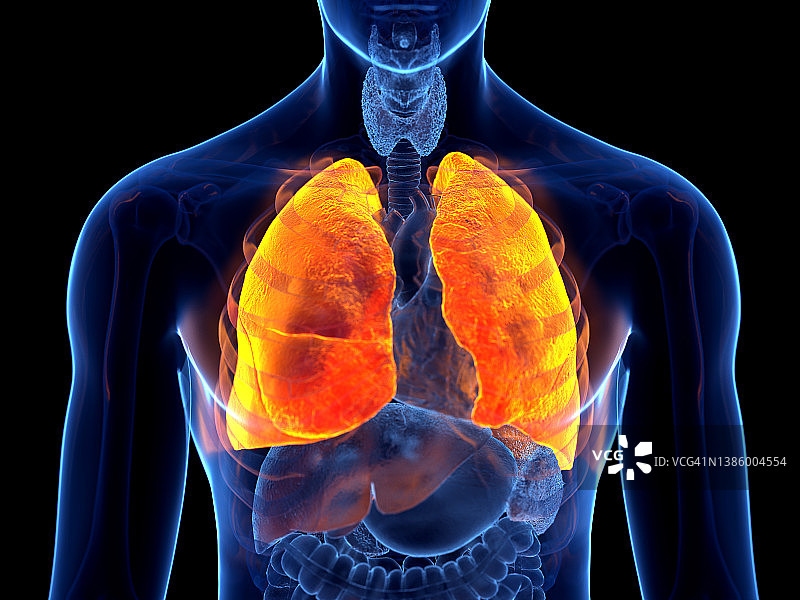 人类肺部插图图片素材