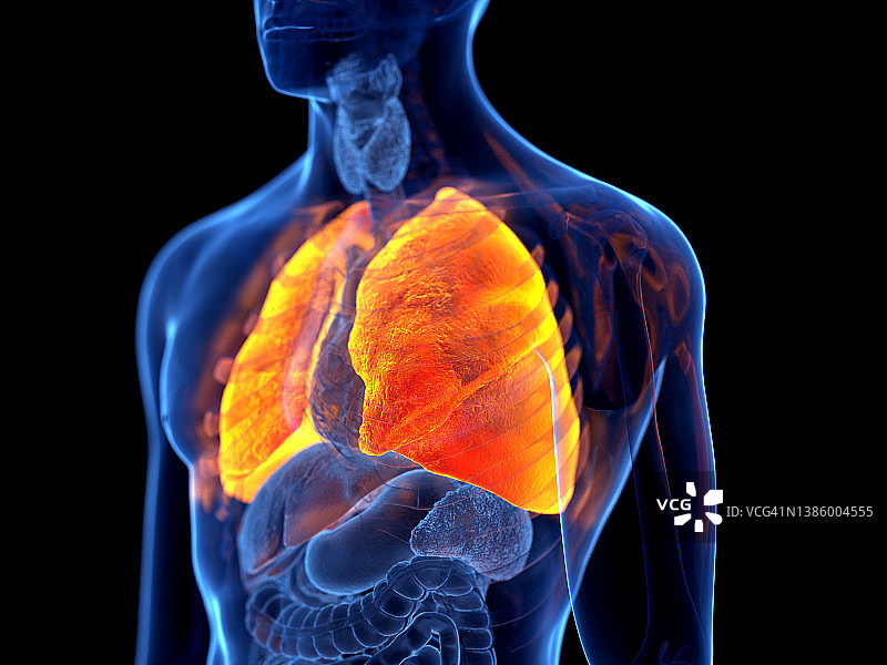 人类肺部插图图片素材