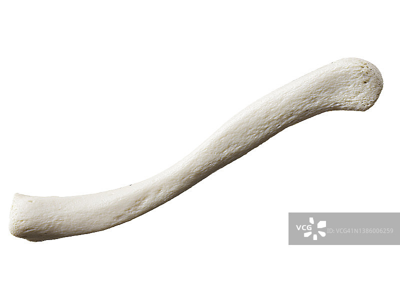 锁骨，图示图片素材