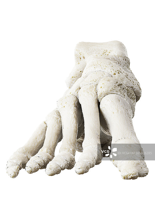 足部骨骼图图片素材