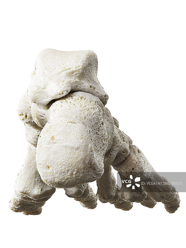 足部骨骼图图片素材