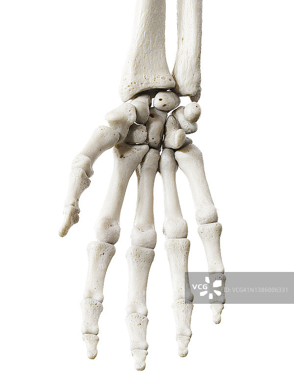 手骨插图图片素材